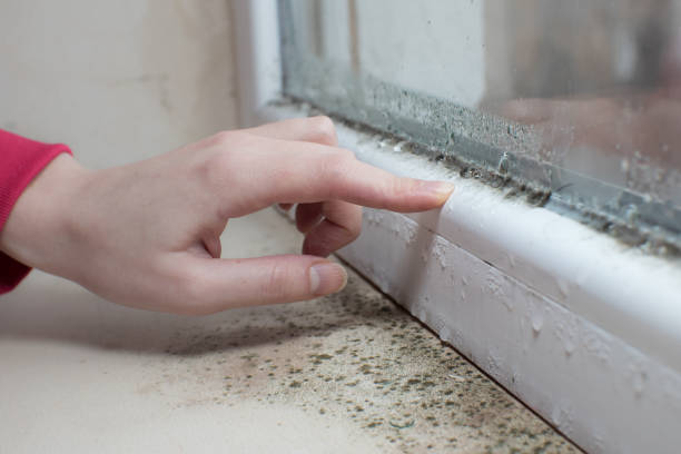 Best Asbestos and Lead Testing During Mold Inspection  in Fredonia, KS